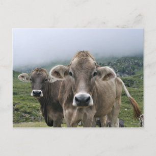 Alpine cows postcard