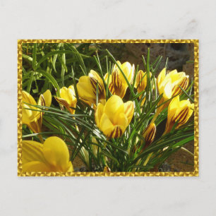 Alpine crocuses postcard