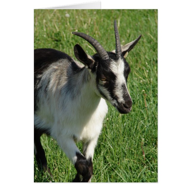 Alpine Dairy Goat (Front)