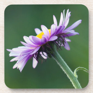 Alpine Daisy Coaster