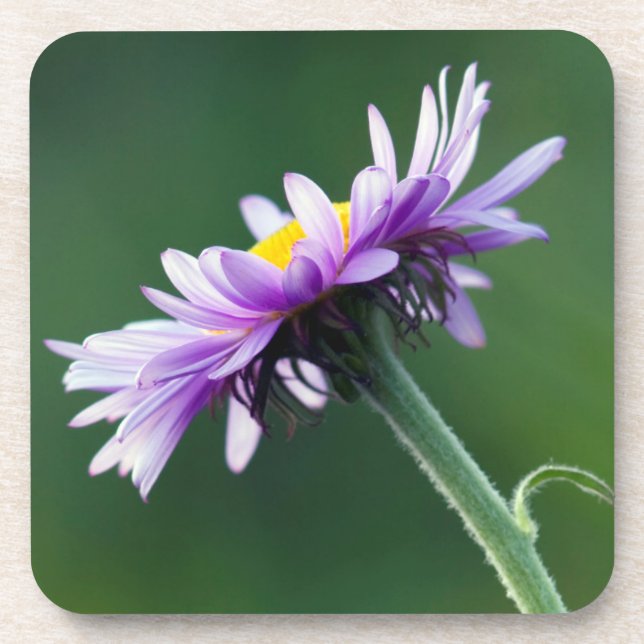 Alpine Daisy Coaster (Front)