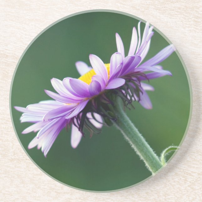 Alpine Daisy Coaster (Front)