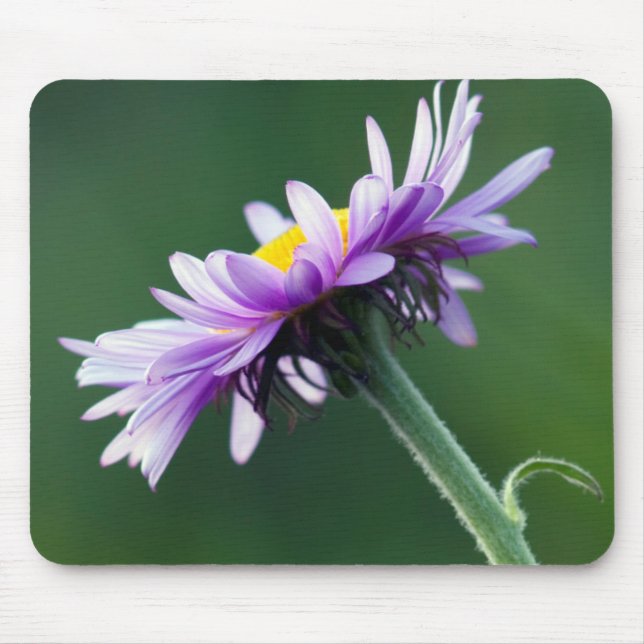 Alpine Daisy Mouse Mat (Front)
