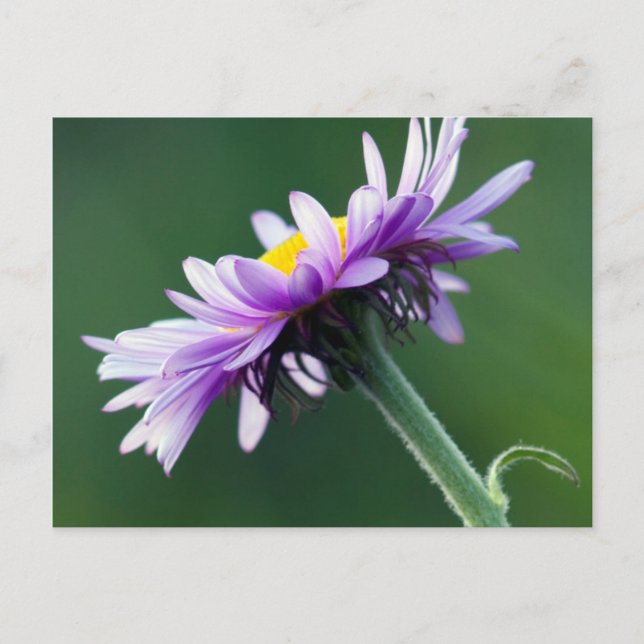 Alpine Daisy Postcard (Front)