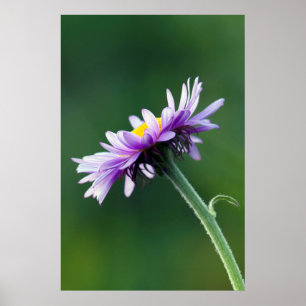 Alpine Daisy Poster