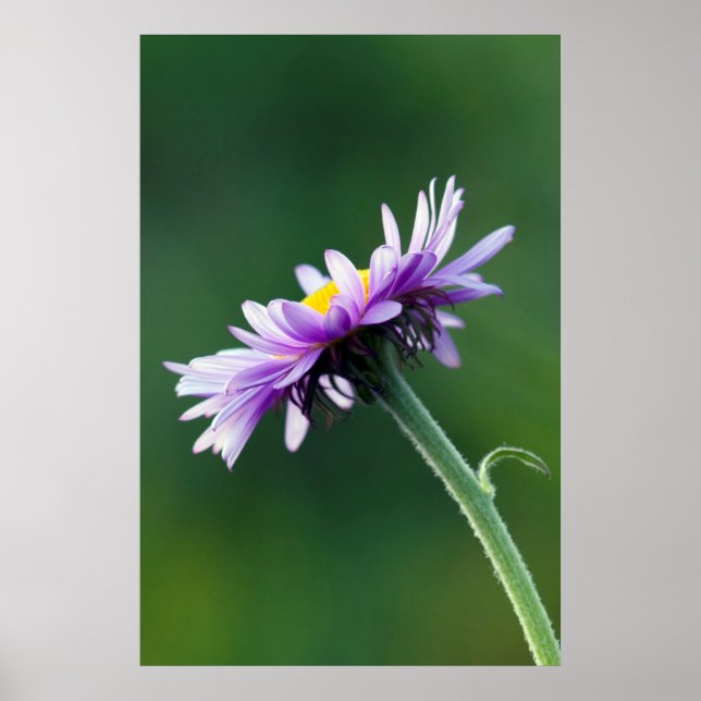 Alpine Daisy Poster (Front)