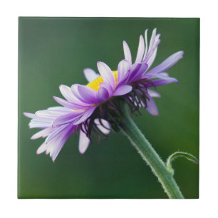 Alpine Daisy Tile