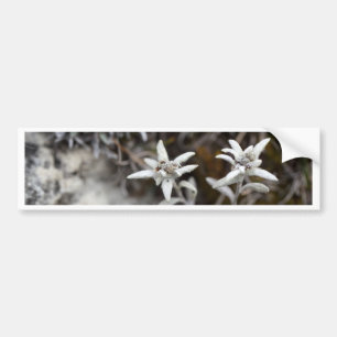 Alpine Edelweiss Bumper Sticker