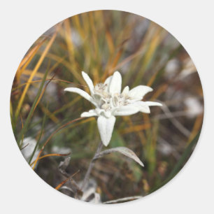 Alpine Edelweiss Classic Round Sticker