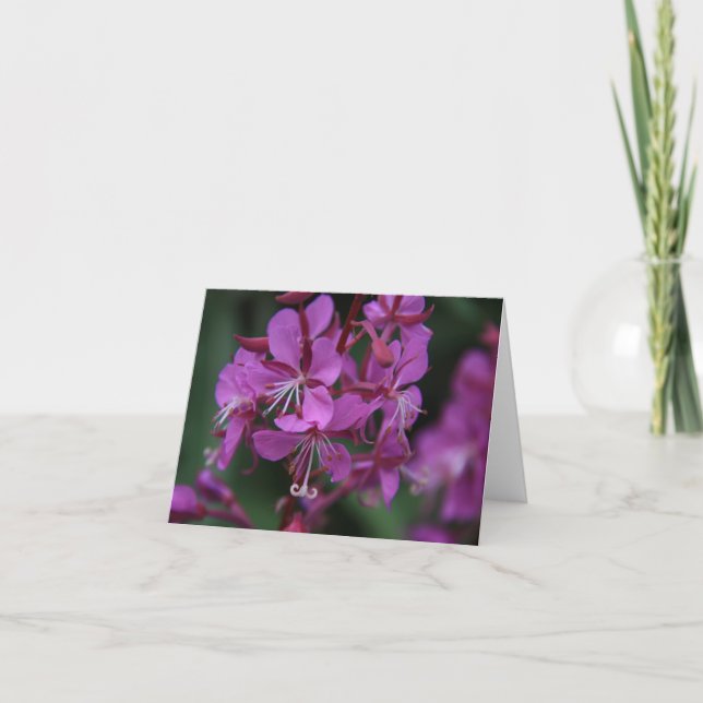 Alpine Fireweed notecard (Front)