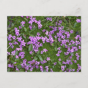 Alpine Flowers Postcard
