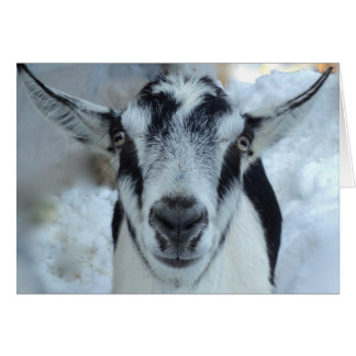 Alpine goat card