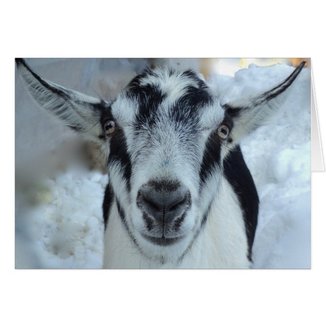 Alpine goat card (Front Horizontal)