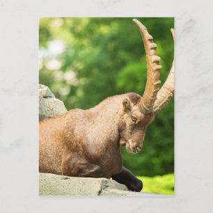 Alpine Goat Takes A Break From Climbing Postcard