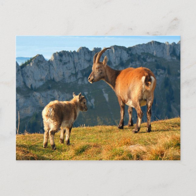 Alpine Goats Postcard (Front)
