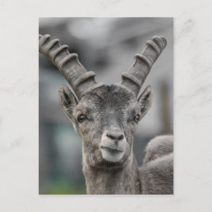 Alpine ibex Portrait Postcard