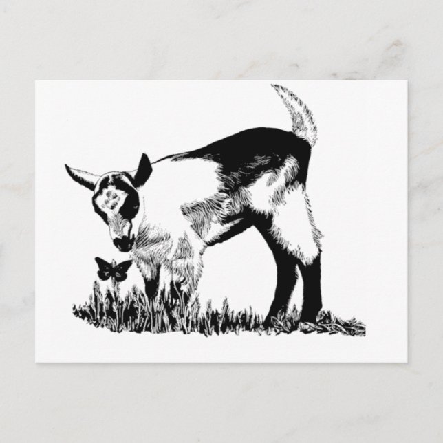 Alpine kid postcard (Front)