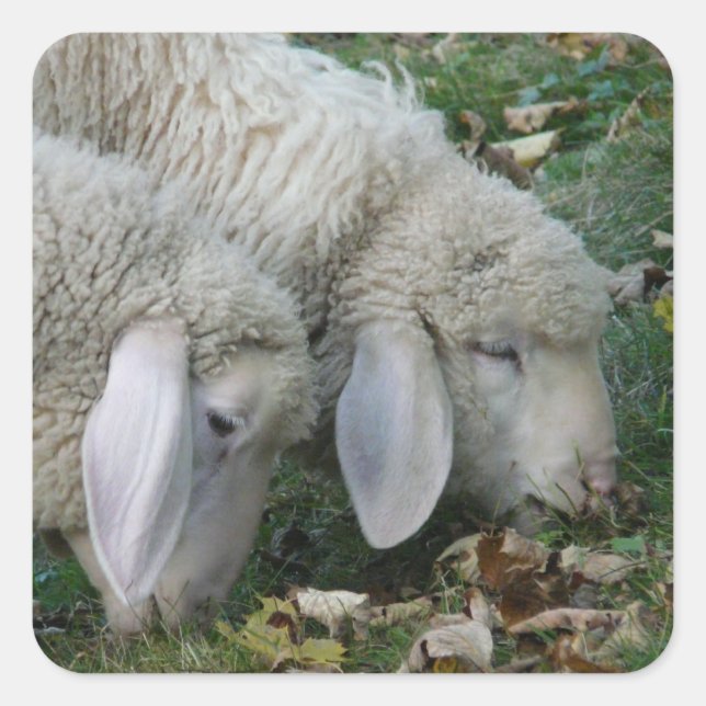 Alpine Lop-Eared Sheep Stickers (Front)