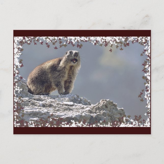 Alpine marmot in leaves frame postcard (Front)