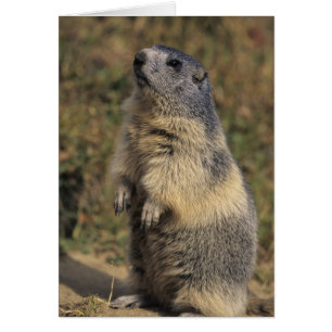 Alpine Marmot, Marmota marmota, adult standing