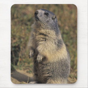 Alpine Marmot, Marmota marmota, adult standing Mouse Mat
