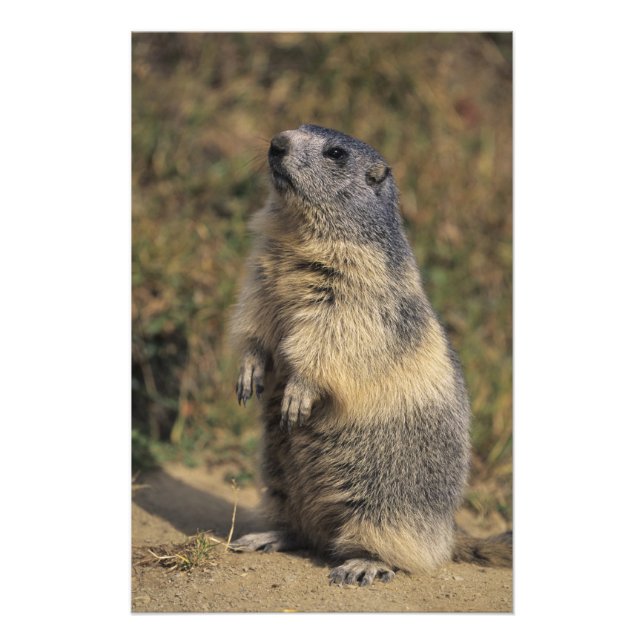 Alpine Marmot, Marmota marmota, adult standing Photo Print (Front)
