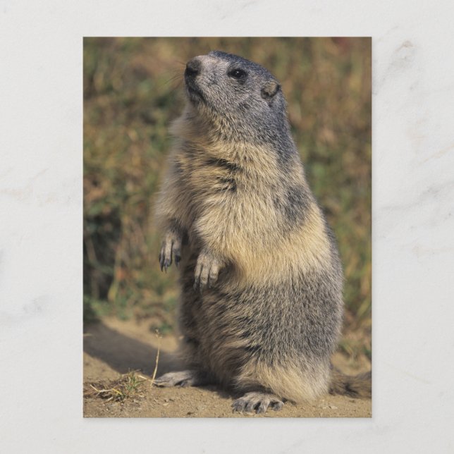 Alpine Marmot, Marmota marmota, adult standing Postcard (Front)