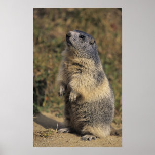 Alpine Marmot, Marmota marmota, adult standing Poster