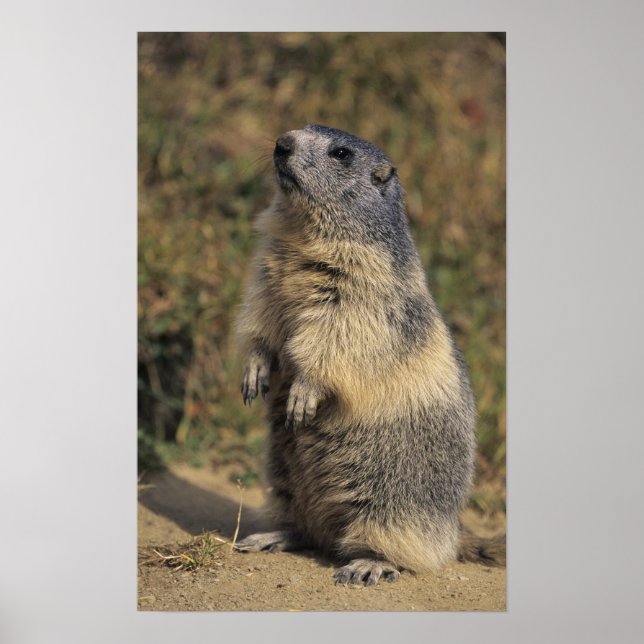 Alpine Marmot, Marmota marmota, adult standing Poster (Front)