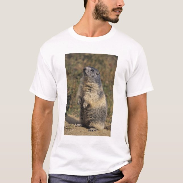 Alpine Marmot, Marmota marmota, adult standing T-Shirt (Front)