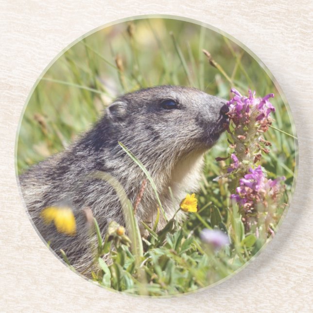 Alpine marmot near flower coaster (Front)