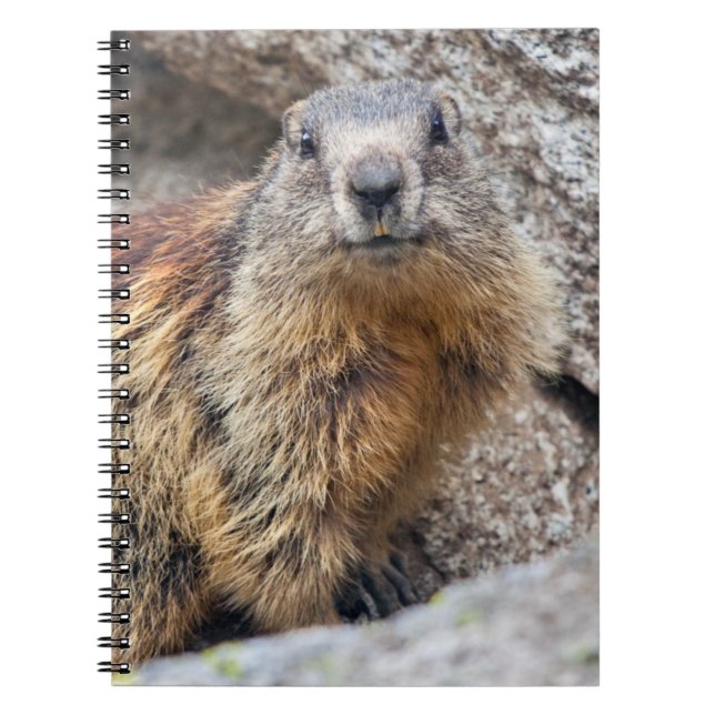 Alpine Marmot Notebook (Front)