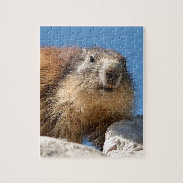 Alpine marmot on rock jigsaw puzzle (Vertical)