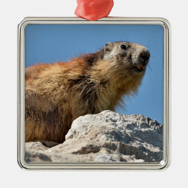 Alpine marmot on rock metal tree decoration (Front)