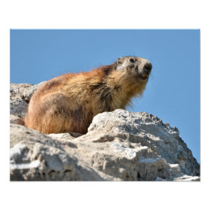 Alpine marmot on rock photo print