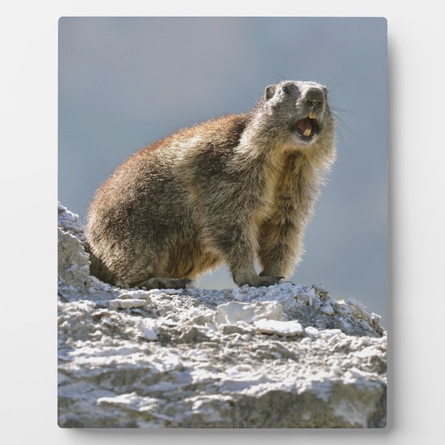 Alpine marmot on rock plaque (Front)