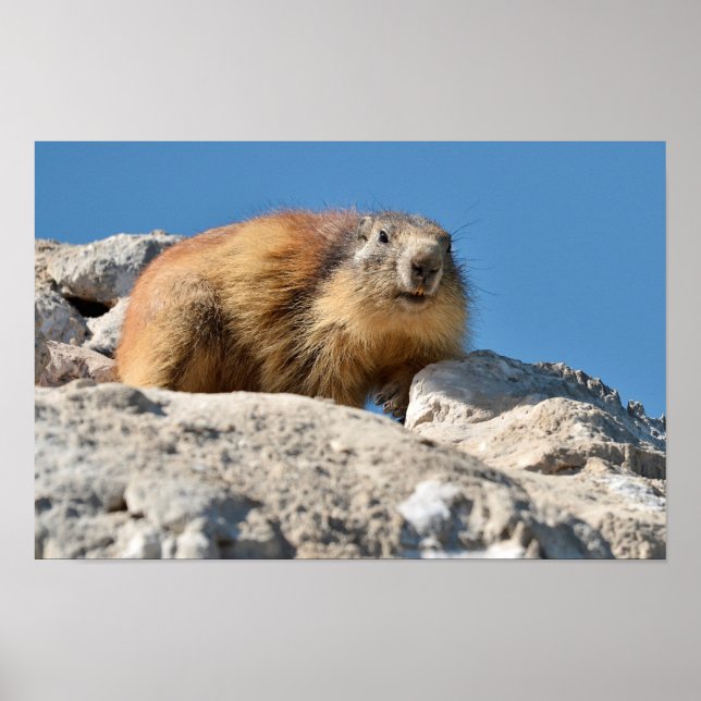 Alpine marmot on rock poster (Front)