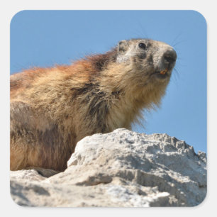 Alpine marmot on rock square sticker