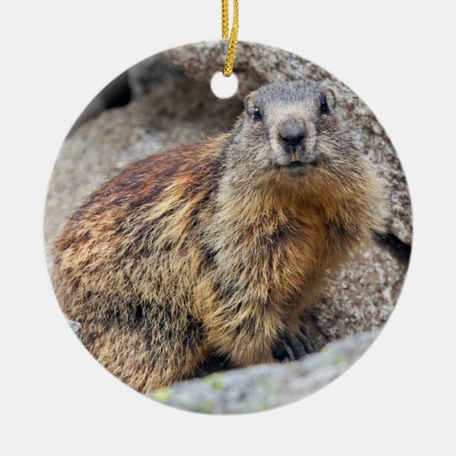 Alpine Marmot Ornament (Front)