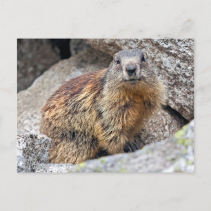 Alpine Marmot Postcard