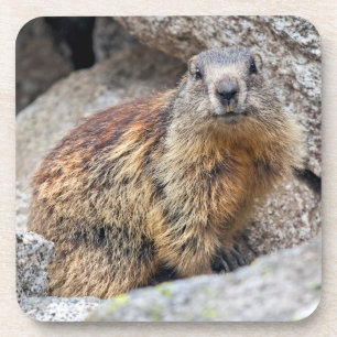 Alpine Marmot Set of 6 Coasters