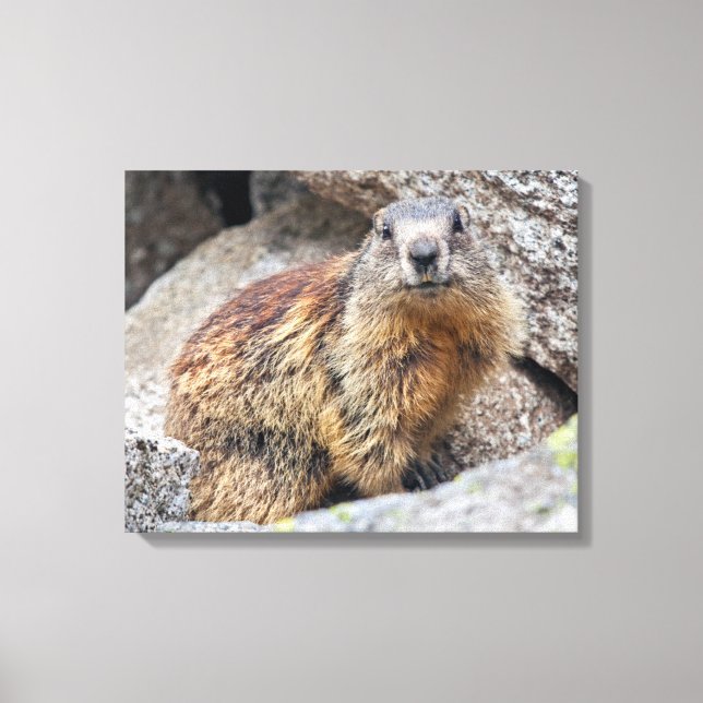 Alpine Marmot Wrapped Canvas (Front)