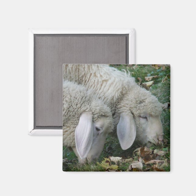 Alpine Sheep Magnet (Front/Back)