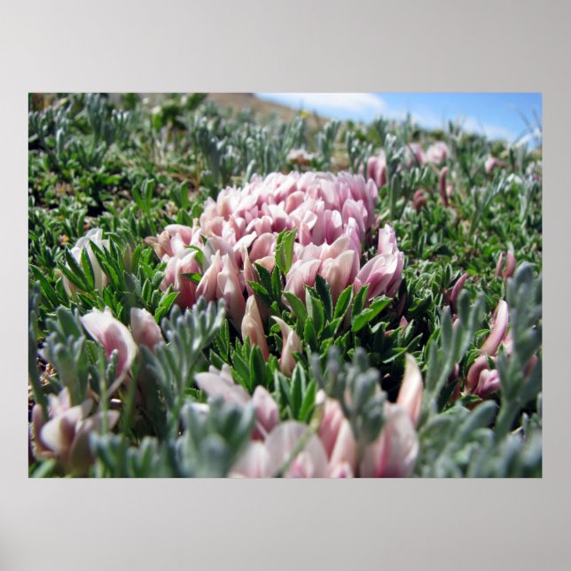 Alpine Tundra Series Poster (Front)