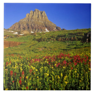 Alpine wildflowers at Logan Pass in Glacier Tile