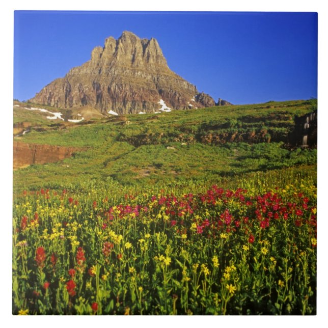 Alpine wildflowers at Logan Pass in Glacier Tile (Front)