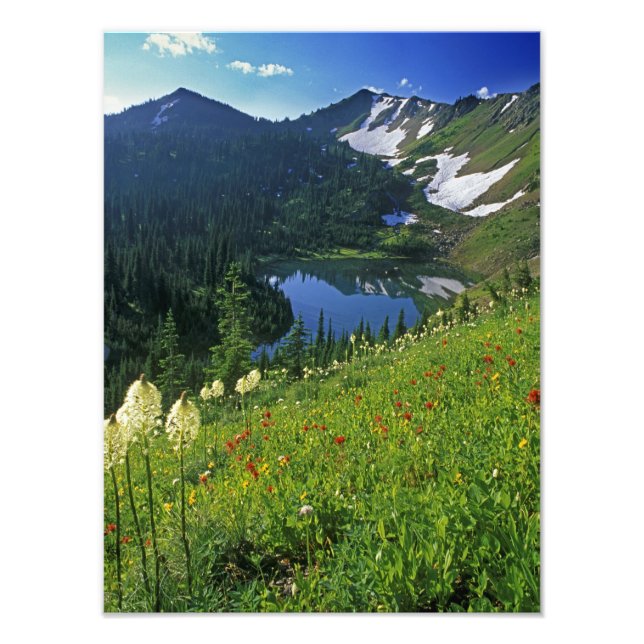 Alpine Wildflowers in the Jewel Basin in the Photo Print (Front)