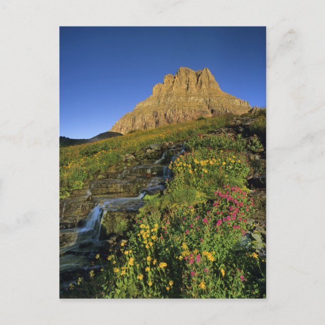 Alpine wildflowers & Mt Clements at Logan Pass Postcard (Front)