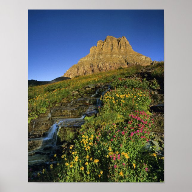 Alpine wildflowers & Mt Clements at Logan Pass Poster (Front)