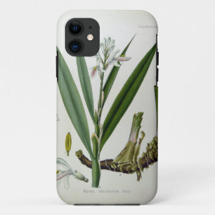 Alpinia officinarum iPhone 11 case